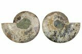 Large, Cut & Polished Ammonite Fossil - Madagasar #371448-1